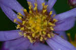 Tatarian aster